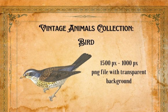 Charming Vintage Bird Illustration for Creative Projects
