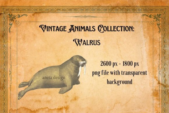 Charming Vintage Walrus Illustration for Creative Projects