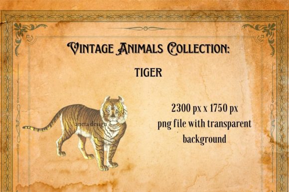 The Enduring Appeal of a Vintage Tiger Illustration