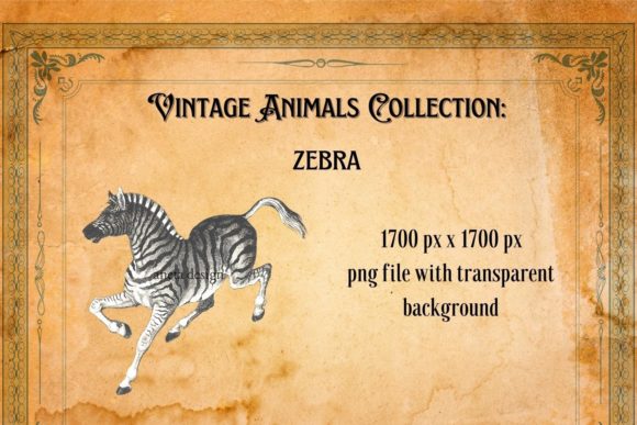 Timeless Charm: The Vintage Zebra Illustration for Creative Projects