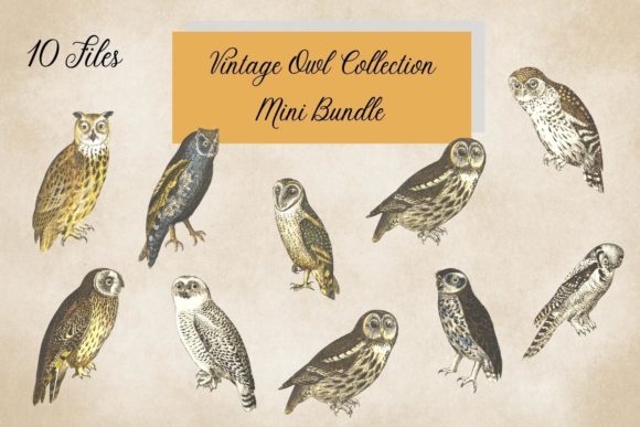 Timeless Charm: Using Vintage Owl Illustrations in Your Projects